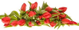 bunch of beautiful red tulips isolated on white